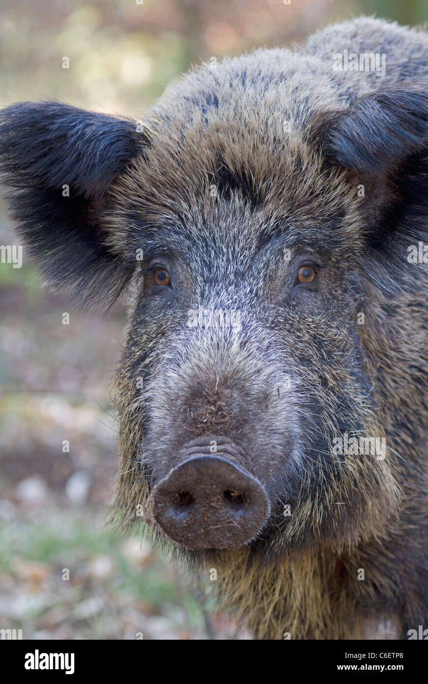 Wildschwein (Sus Scrofa) Stockfoto
