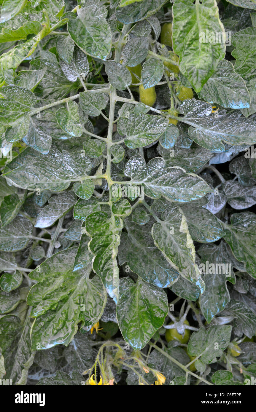 Tomatenpflanze gespritzt mit Bordeaux-Mischung gegen Knollenfäule Stockfoto