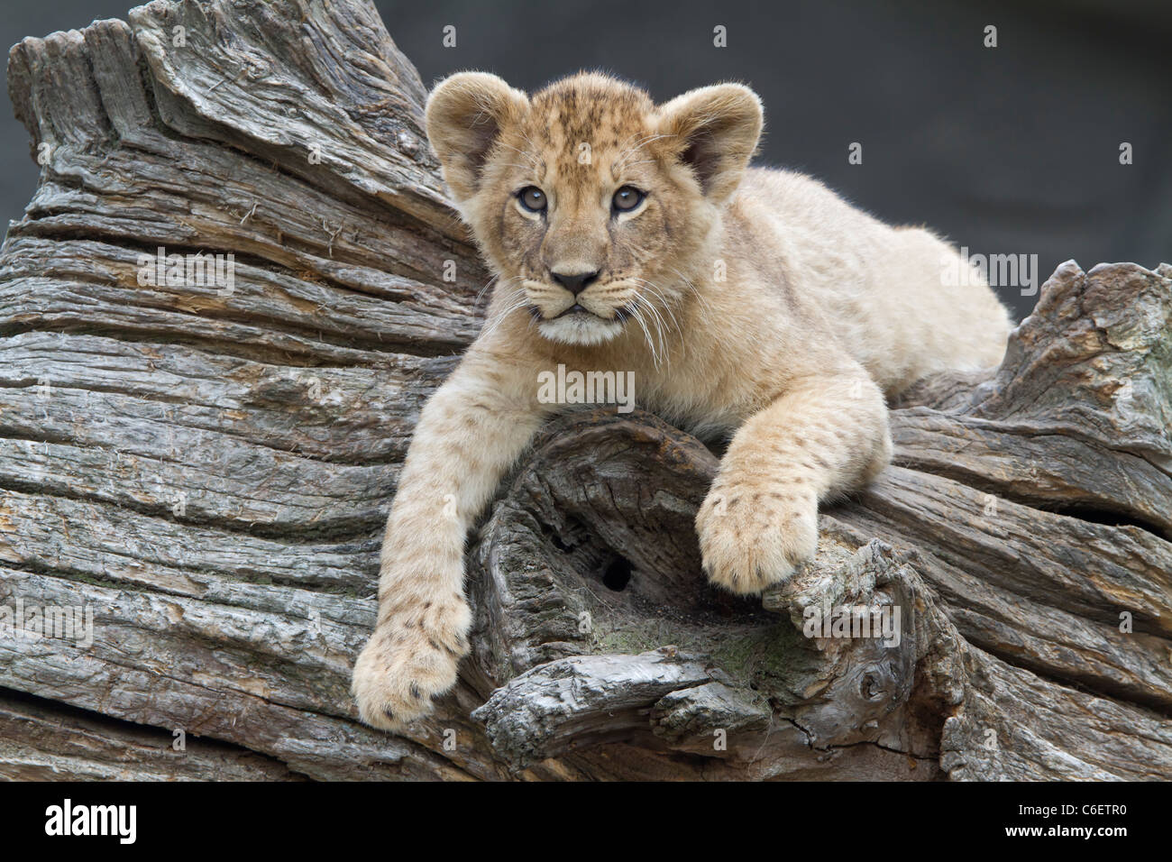 Löwe (Panthera Leo) Stockfoto