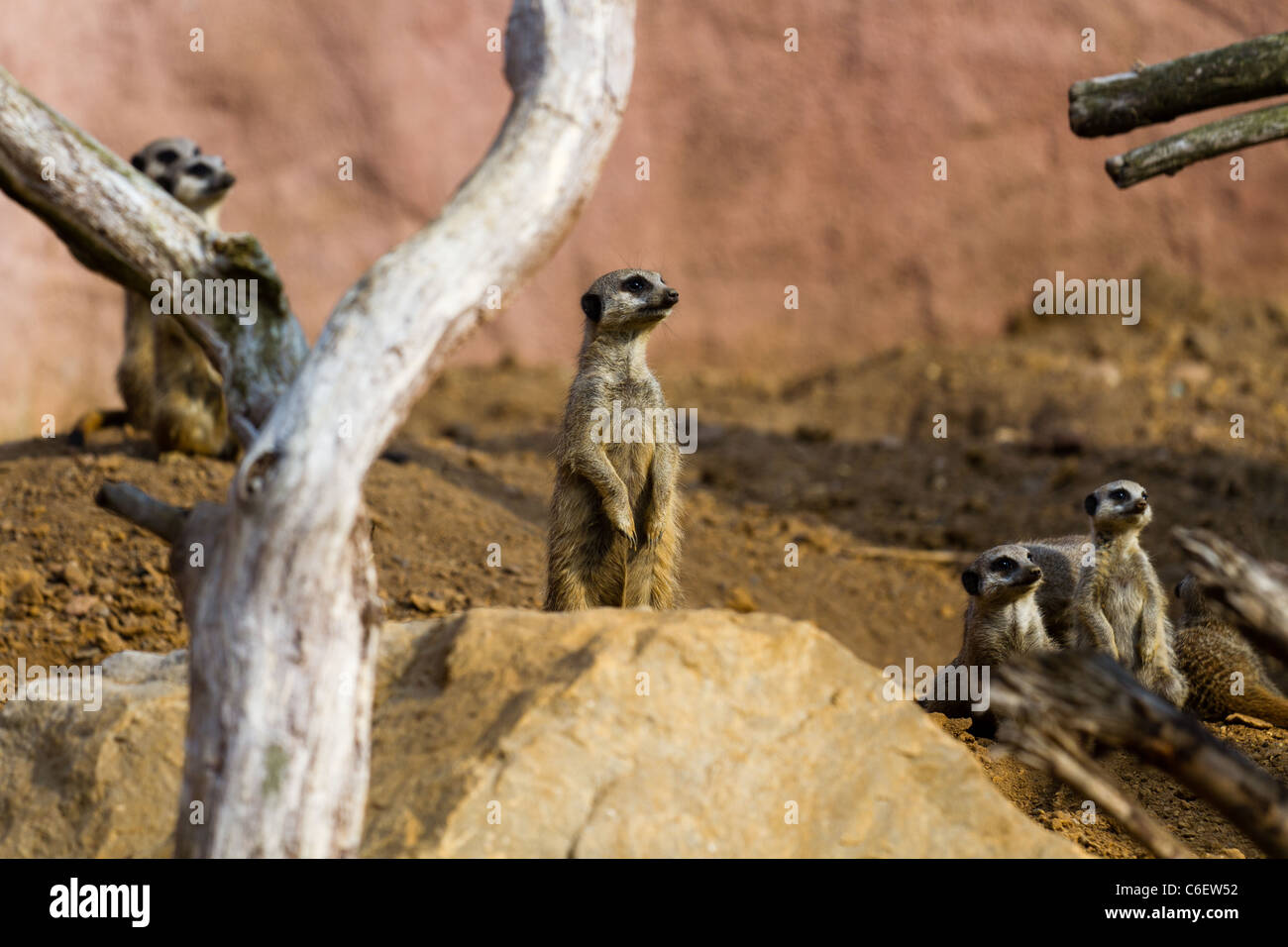 Ein Erdmännchen auf Suche. Aufgenommen im Zoo von Chester. Stockfoto