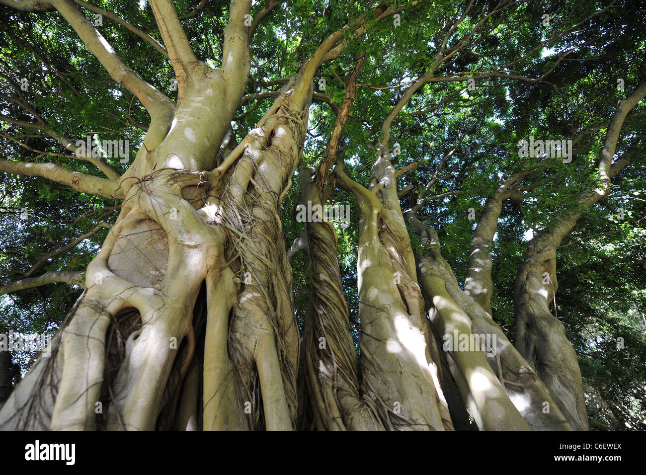 Ficus Craterostoma (Bosvy Wald Bild), Kristenbosch National Botanical Garden, Kapstadt, Western Cape, Südafrika Stockfoto
