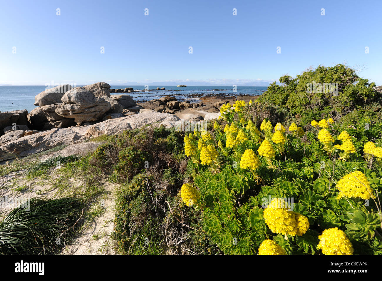 Sicht auf Strand und Küste mit blühenden Sukkulente, Felsbrocken, Table Mountain National Park, Western Cape, Südafrika Stockfoto