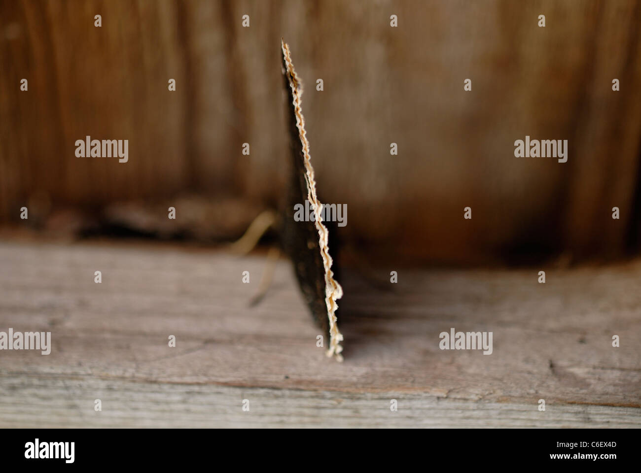Nymphalis Antiopa (Trauermantel / Camberwell Schönheit) butterfly, selektiven Fokus Stockfoto