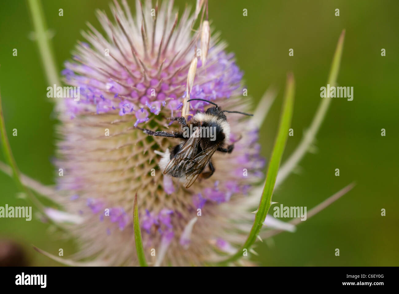 White-tailed Bumblebee Bombus Lucorum auf wilde Karde Dipsacus Fullonum Blume Stockfoto