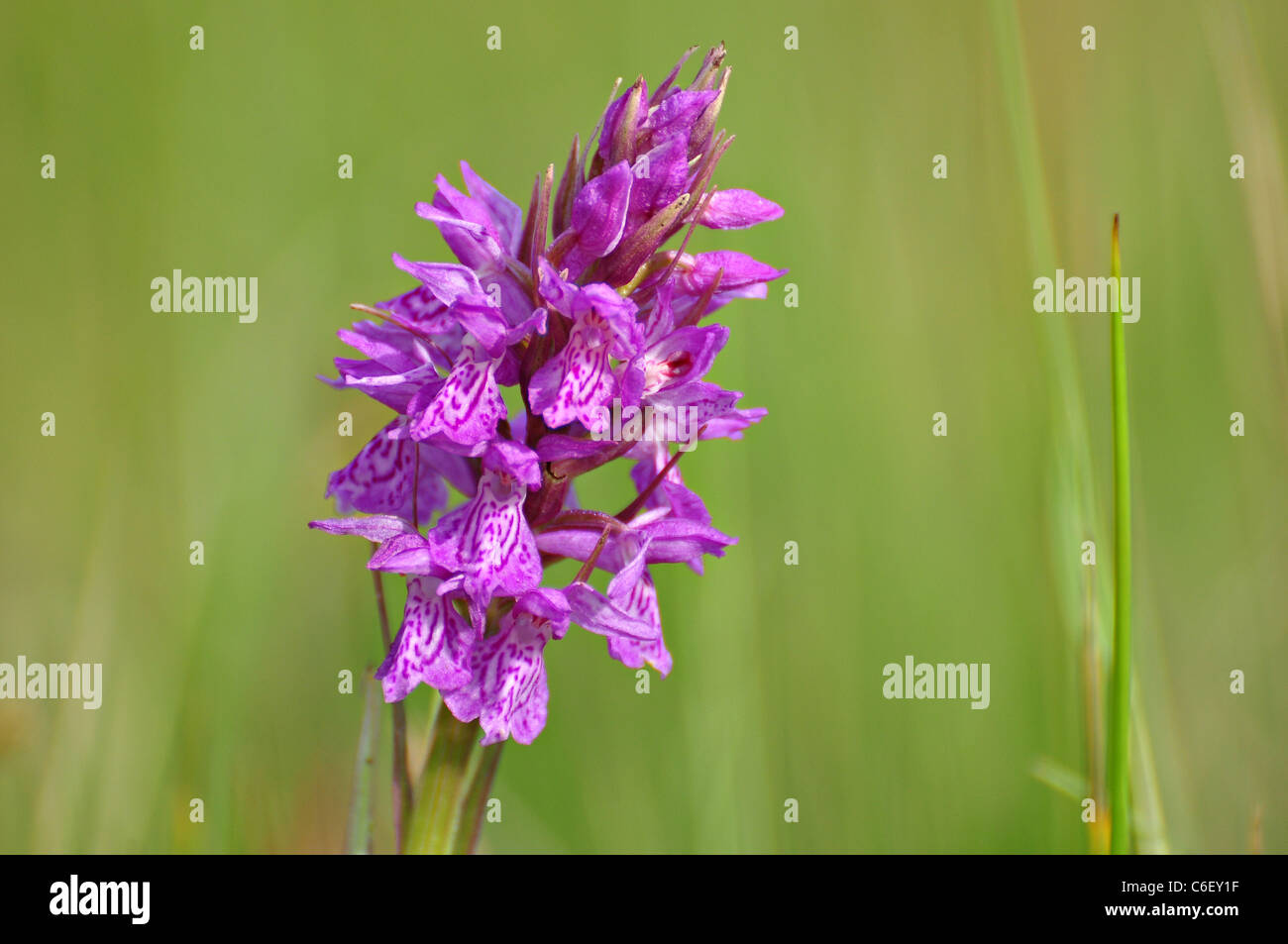 Eine wilde Orchidee vor einem grünen Hintergrund Stockfoto
