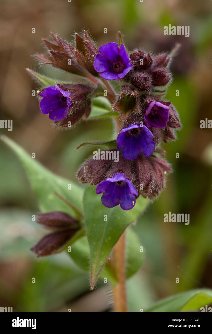 Narrow-leaved Lungenkraut Pulmonaria Longifolia am heimischen Standort in Dorset Stockfoto