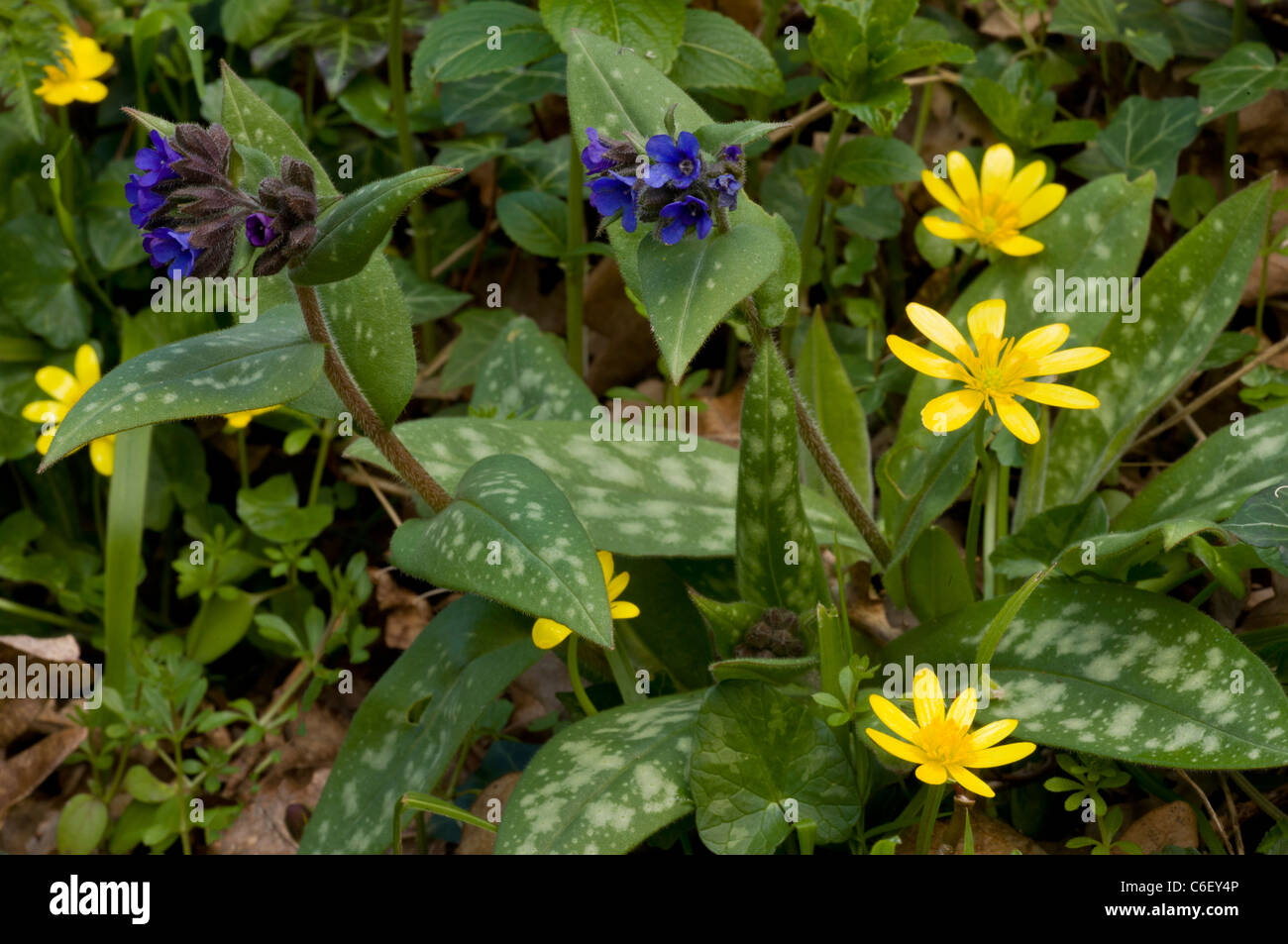 Narrow-leaved Lungenkraut Pulmonaria Longifolia, mit kleinen Celandines am heimischen Standort in Dorset. Stockfoto