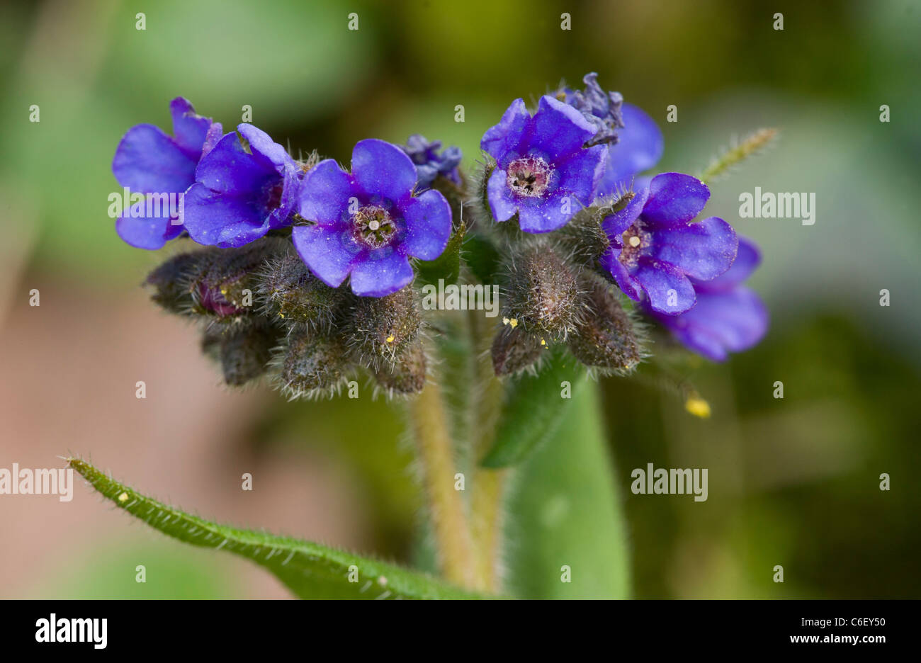 Narrow-leaved Lungenkraut Pulmonaria Longifolia am heimischen Standort in Dorset Stockfoto