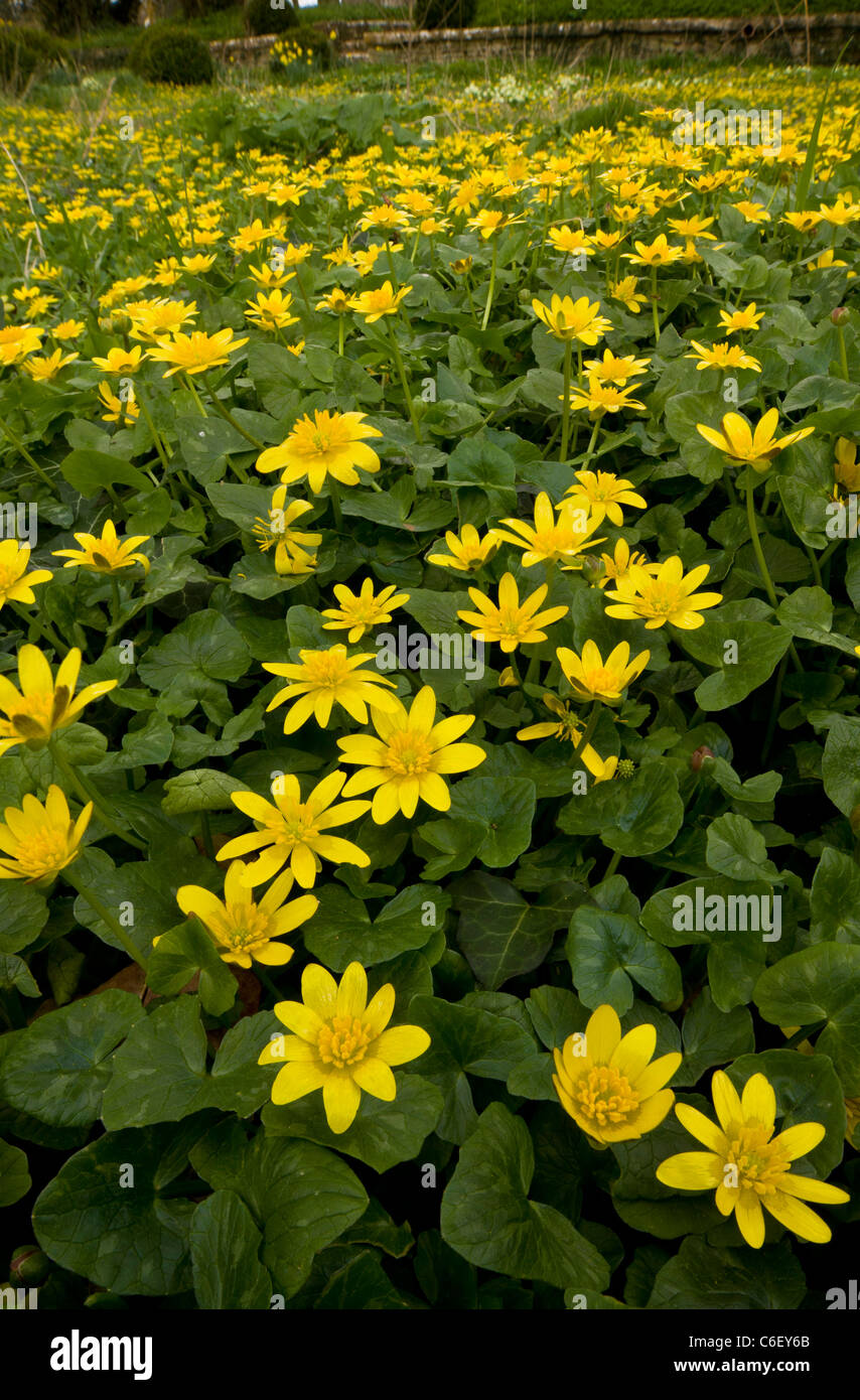 Kleinen Celandines (Ranunculus Ficaria = Ficaria Verna), in Turnerspuddle Kirchhof, Dorset Stockfoto