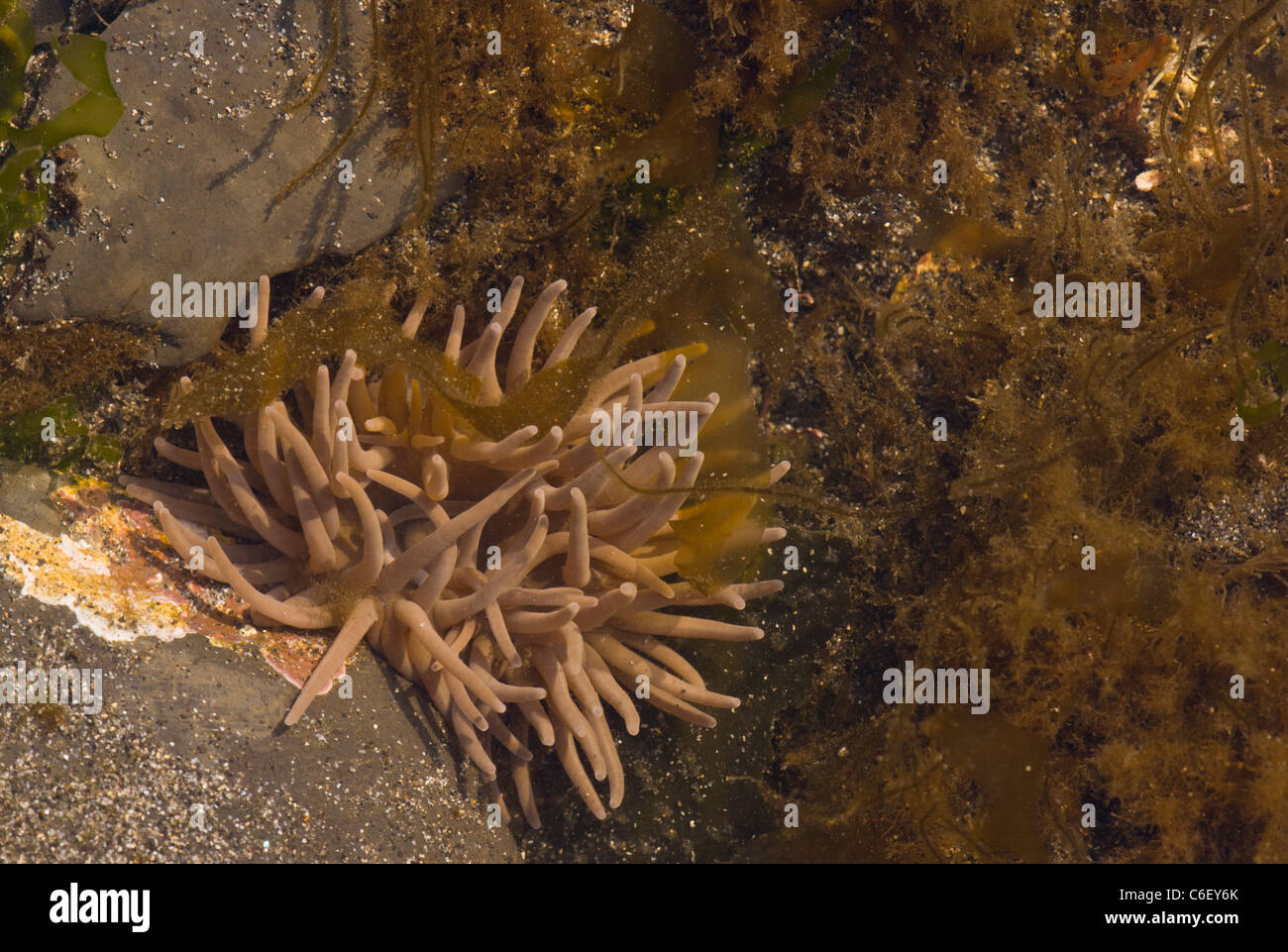 Snakelocks Anemonen, Anemonia Viridis (= Sulcata) bei Ebbe, Kimmeridge Bay, Dorset Stockfoto