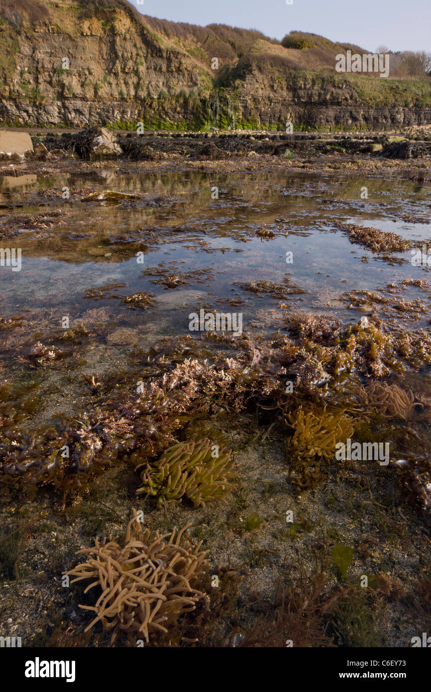 Massen von Snakelocks Anemonen, Anemonia Viridis (= Sulcata) im Felsenbad bei Ebbe, Kimmeridge Bay, Dorset Stockfoto