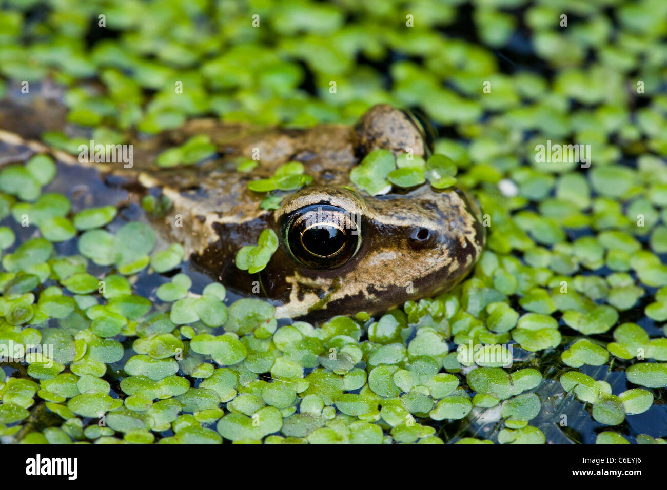 Gemeinsamen Frosch Rana Temporaria, Erwachsene im Gartenteich mit Wasserlinsen. Dorset. Stockfoto