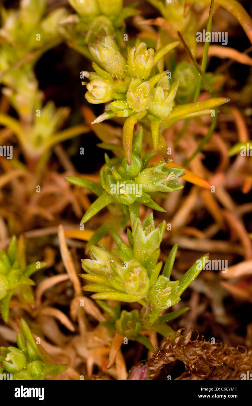 Mehrjährige Knawel, Scleranthus Perennis SSP. prostratus, endemischen Gebiet Breckland. Stockfoto