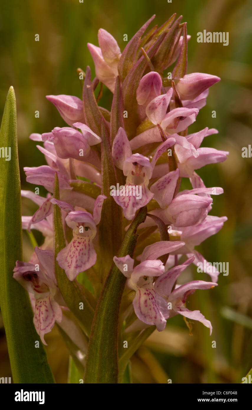 Frühe Marsh Orchidee Dactylorhiza Wurzelsud SSP Wurzelsud bei Thelnetham Fen, Suffolk. Stockfoto