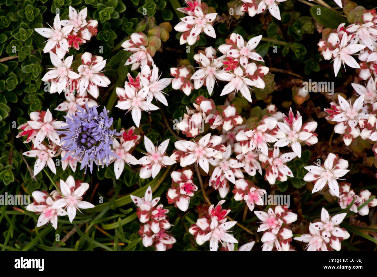 Englische Fetthenne, Sedum Anglicum - mit Schafen der bit - auf The Lizard, Cornwall. Stockfoto