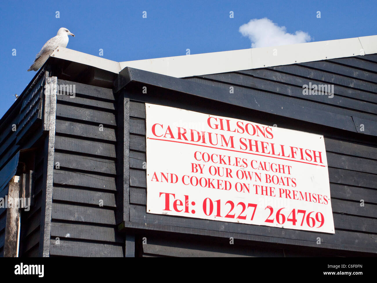 Cardium Schalentiere Whitstable Hafen, Kent, England UK Stockfoto