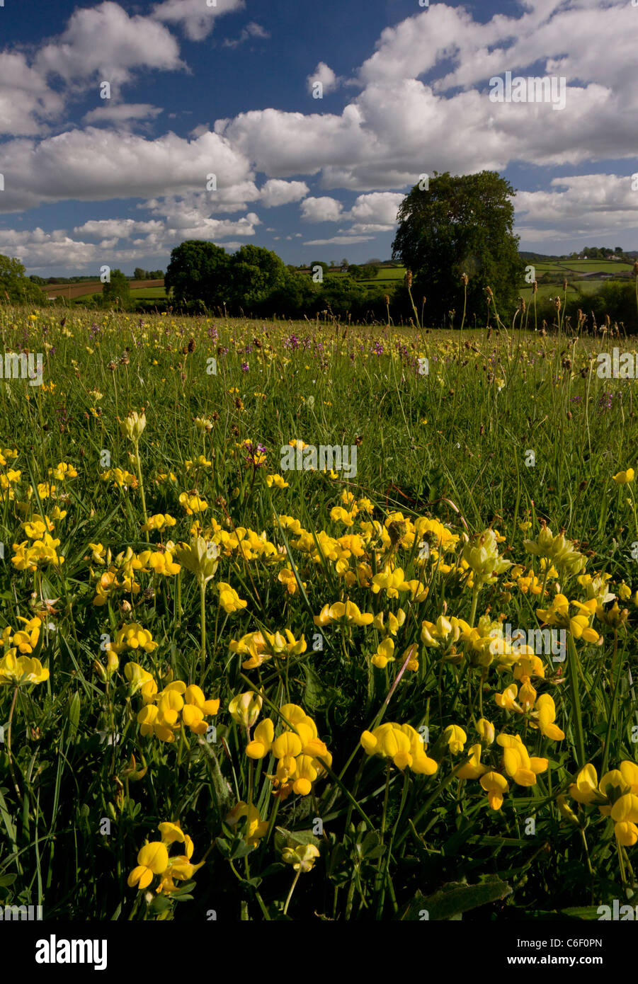 Schöne Blumenreiche Wiese, mit Vogels Fuß Kleeblatt, im Frühjahr auf Hardington Moor NNR (National Nature Reserve), Somerset. Stockfoto