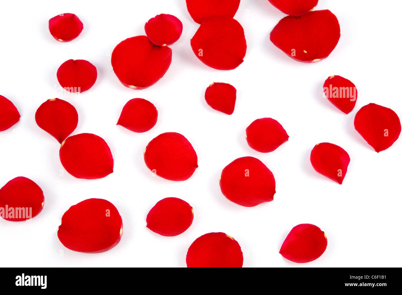 rote Rosenblätter in weißem Hintergrund, Liebe Konzept Stockfoto
