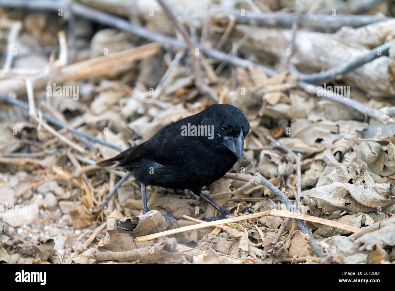 Männliche Boden Finch am Punta Suarez, Espanola Insel, Galapagos Stockfoto