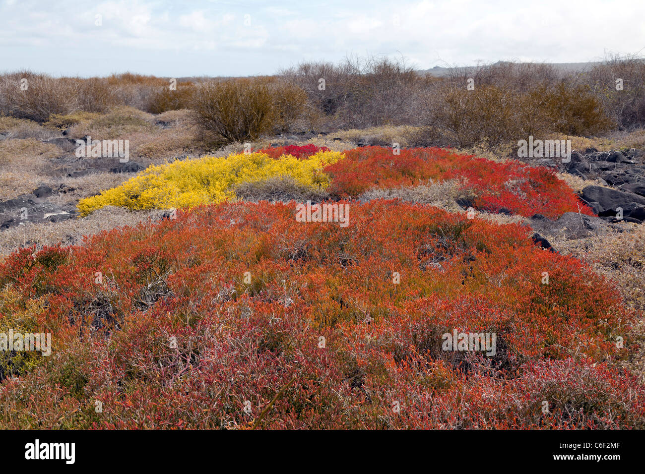 Galapagos Teppich Unkraut am Punta Suarez Espanola Insel Galapagos Stockfoto