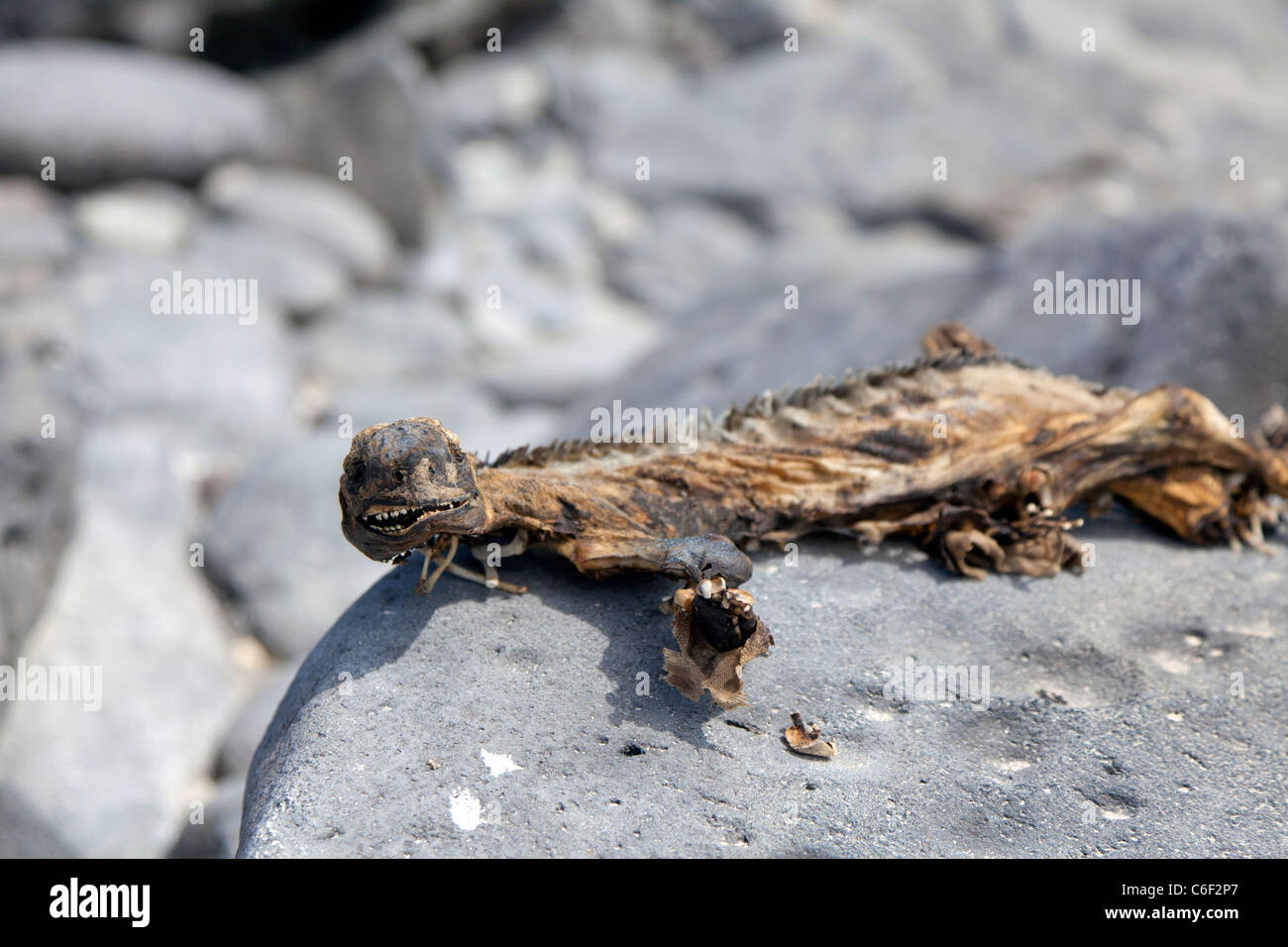 Ausgetrocknet, Kadaver von einem Toten marine Iguana, Punta Suarez, Espanola Insel, Galapagos-Inseln Stockfoto