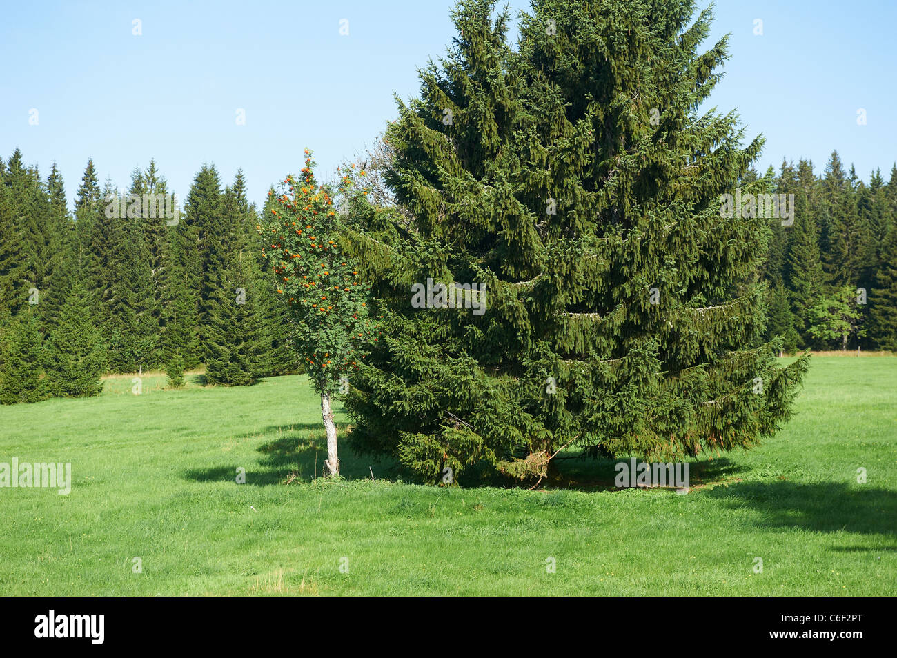 Bucina - Buchwald - Grenze Tschechien-Deutschland - Eisernen Vorhang aus der Zeit des Kalten Krieges - Böhmerwald - Bayerischer wald Stockfoto