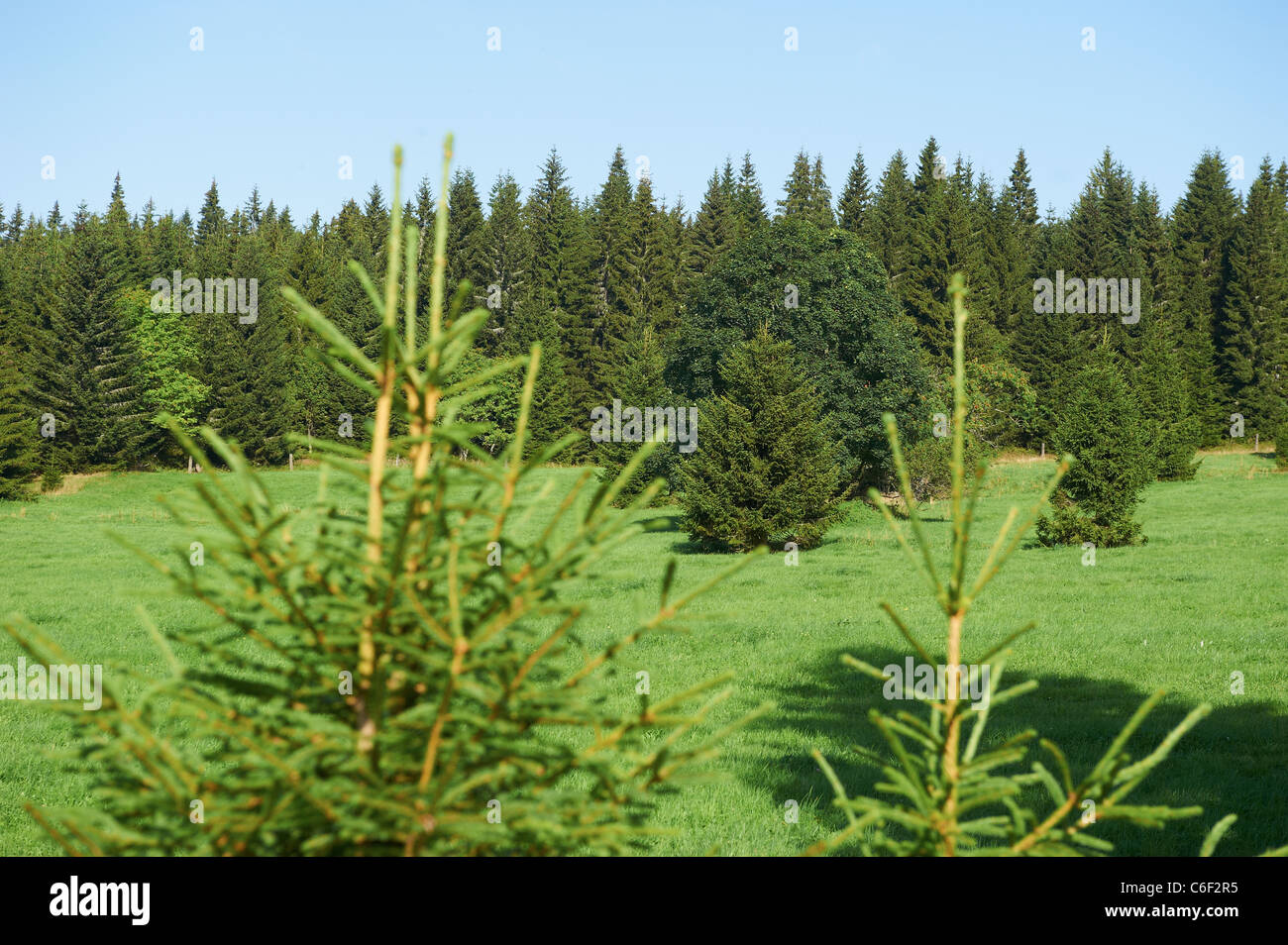Bucina - Buchwald - Grenze Tschechien-Deutschland - Eisernen Vorhang aus der Zeit des Kalten Krieges - Böhmerwald - Bayerischer wald Stockfoto