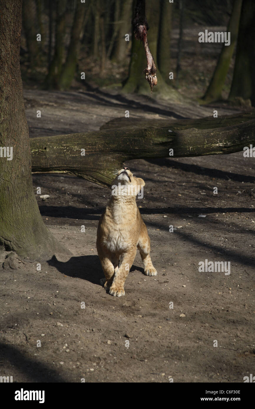 Ein Löwenjunges in Gefangenschaft mit Essen spielen Stockfoto