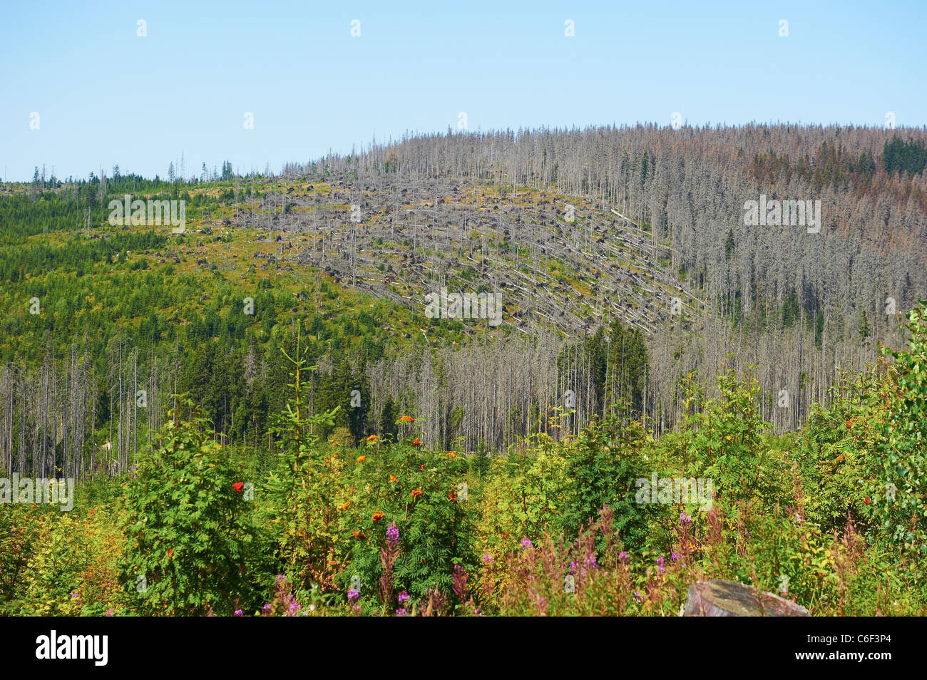 Nationalpark Bayerischer Wald, Deutschland, Tschechische Republik - Deutschland Grenzen, Böhmerwald Stockfoto