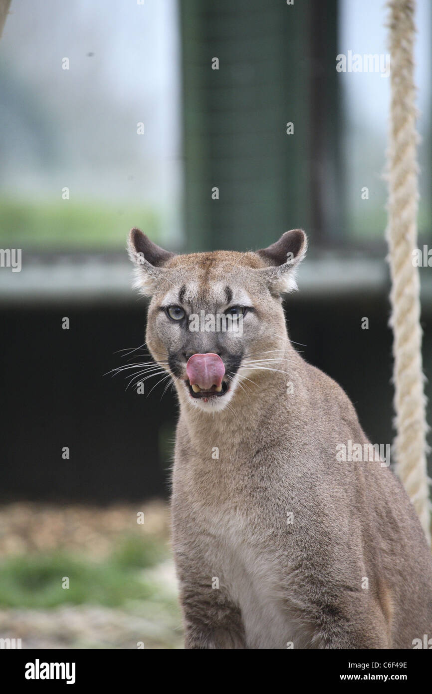 Ein Puma bei World Heritage Center, UK Stockfoto