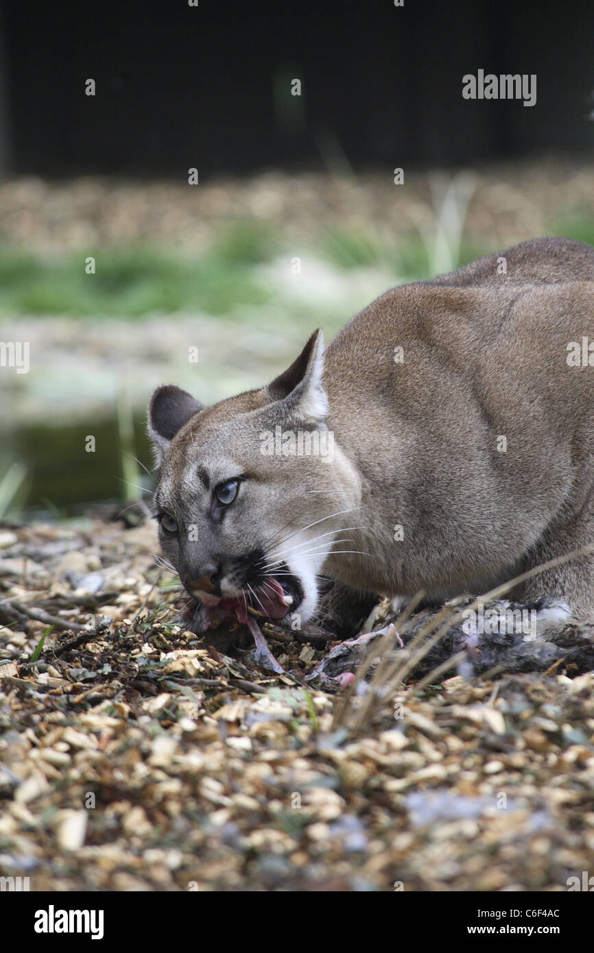 Ein Puma bei World Heritage Center, UK Stockfoto