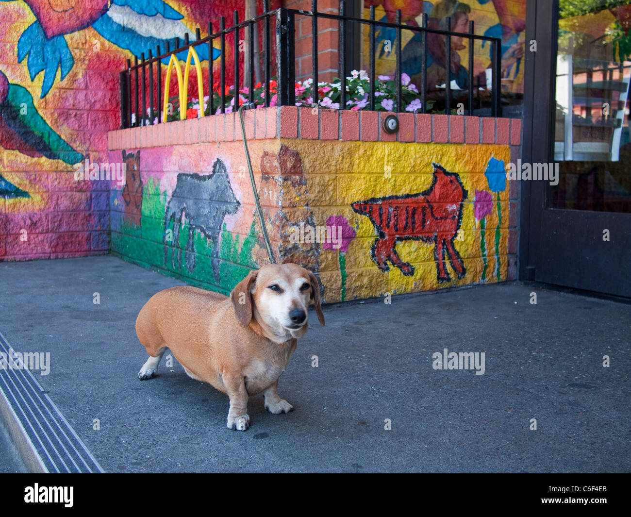 Hund gefesselt außen McDonalds Restaurant, San Francisco Stockfotografie -  Alamy