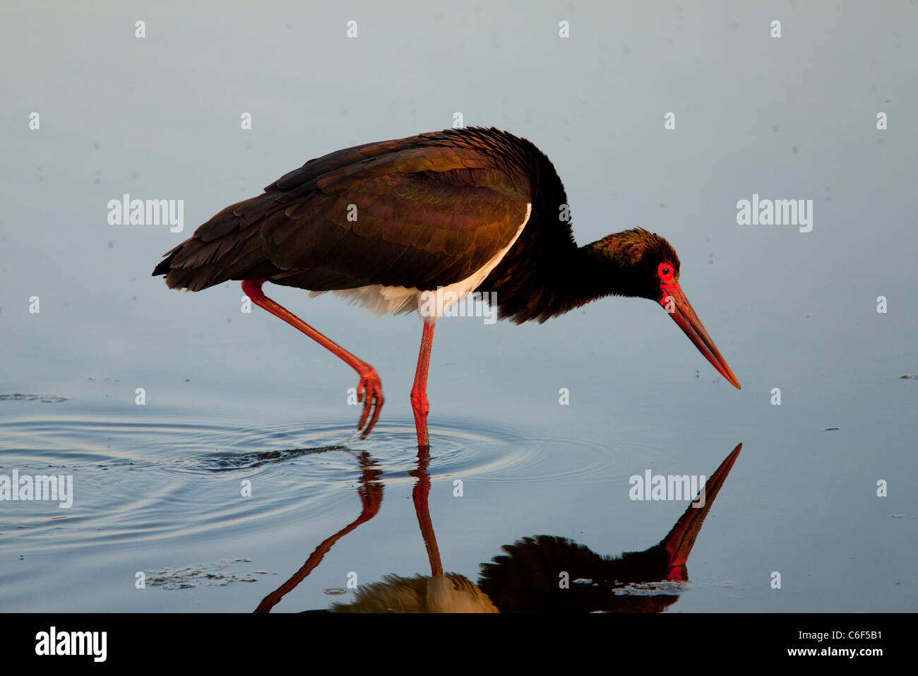 Schwarzer Storch Ciconia Nigra, in flachen Lagune, auf der Frühjahrszug Fütterung. Lesbos, Griechenland Stockfoto