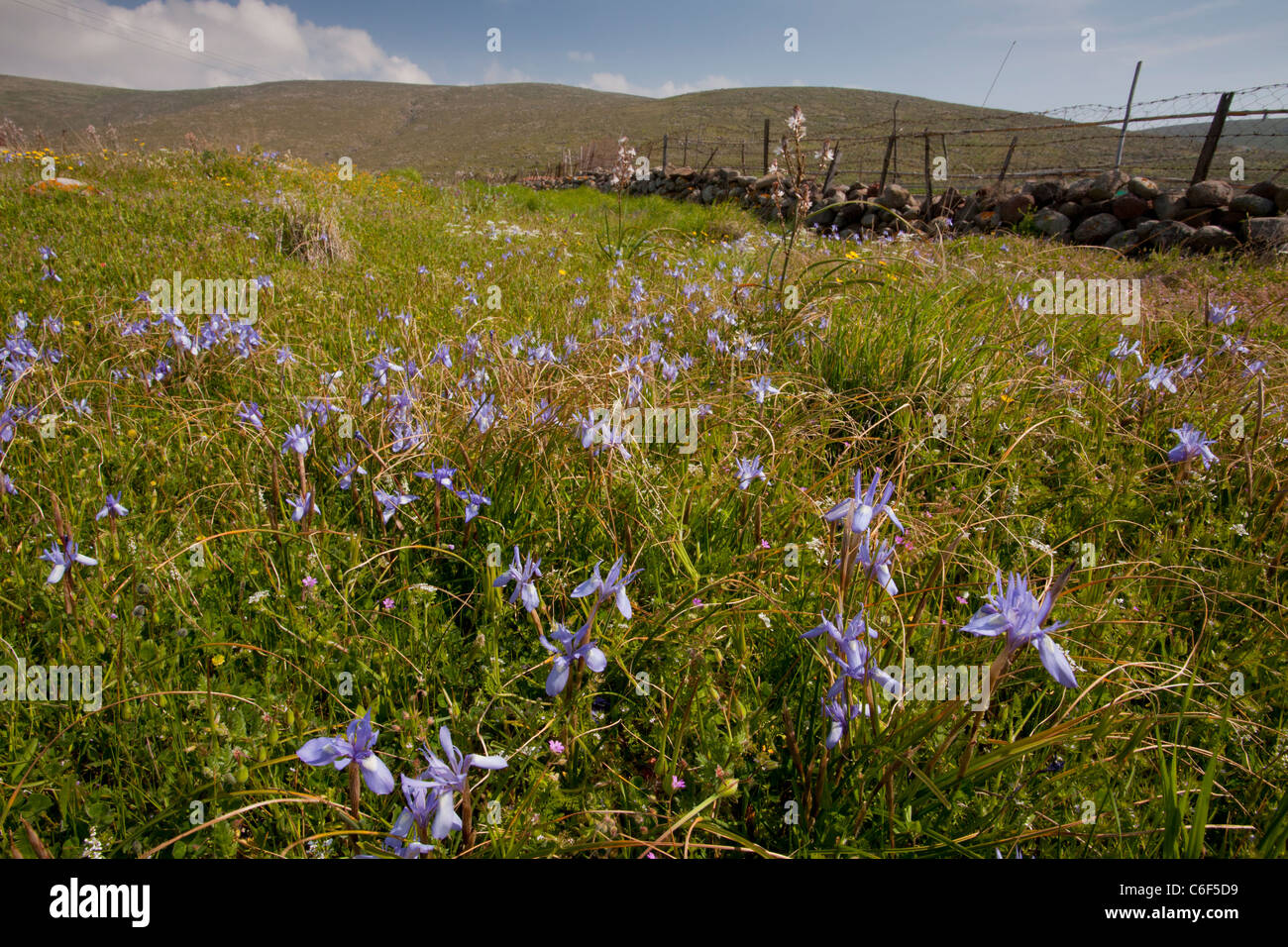 Barbary Mutter Iris, Gynandriris Sisyrinchium (= Moraea) in Massen auf Lesvos (Lesbos), Griechenland. Stockfoto
