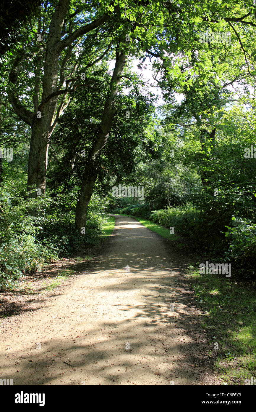 Allwetter-Pfad in Epsom Common, Epsom, Surrey, England UK Stockfoto