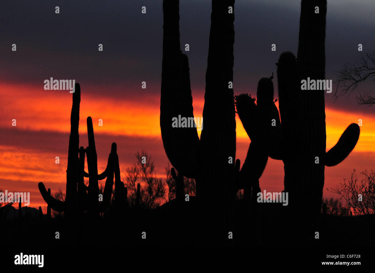Saguaro-Kaktus bei Sonnenuntergang während der Monsunzeit in Ironwood Forest National Monument, Sonora-Wüste, Marana, Arizona, USA. Stockfoto