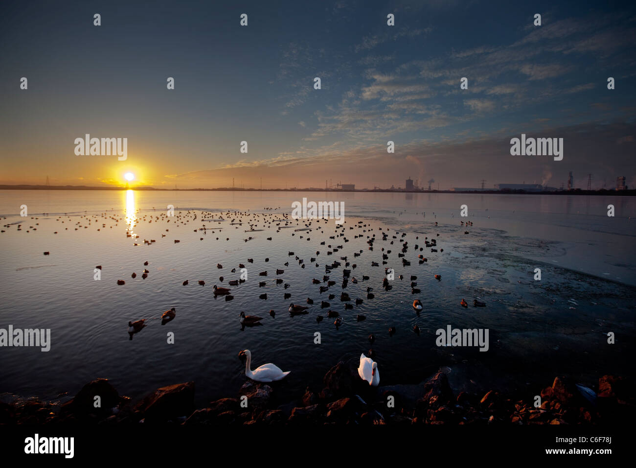 Verschiedene Arten von Enten zusammen mit ein paar Schwäne suchen eine Pause im Eis am Eglwys Nunydd Stausee in Port Talbot. Stockfoto