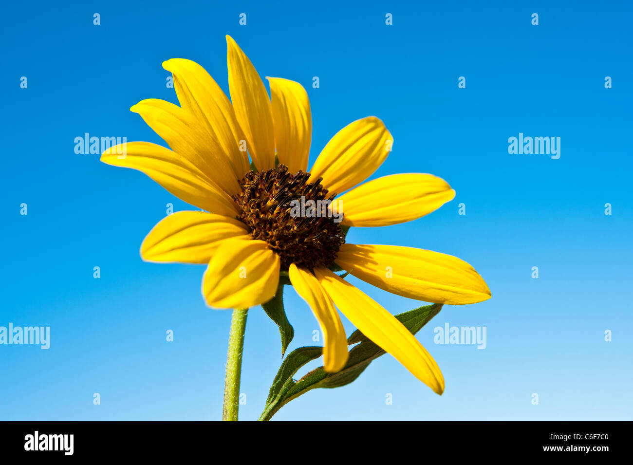 Gewöhnliche Sonnenblume ist eine weitverzweigte, stout, 1 1/2-8 Fuß hoch, mit grob behaarte Blätter und Stängel. Stockfoto