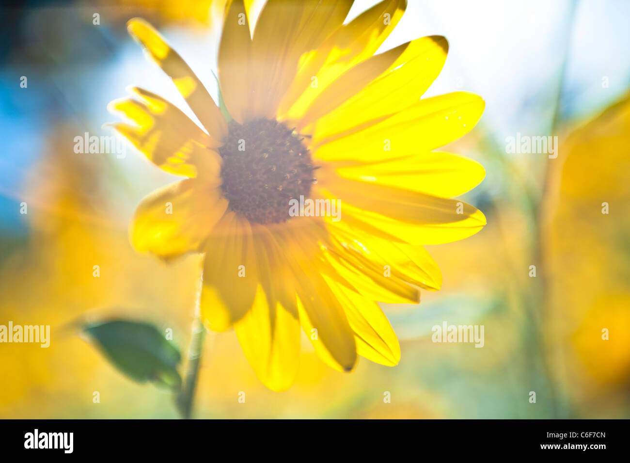 Gewöhnliche Sonnenblume ist eine weitverzweigte, stout, 1 1/2-8 Fuß hoch, mit grob behaarte Blätter und Stängel. Stockfoto