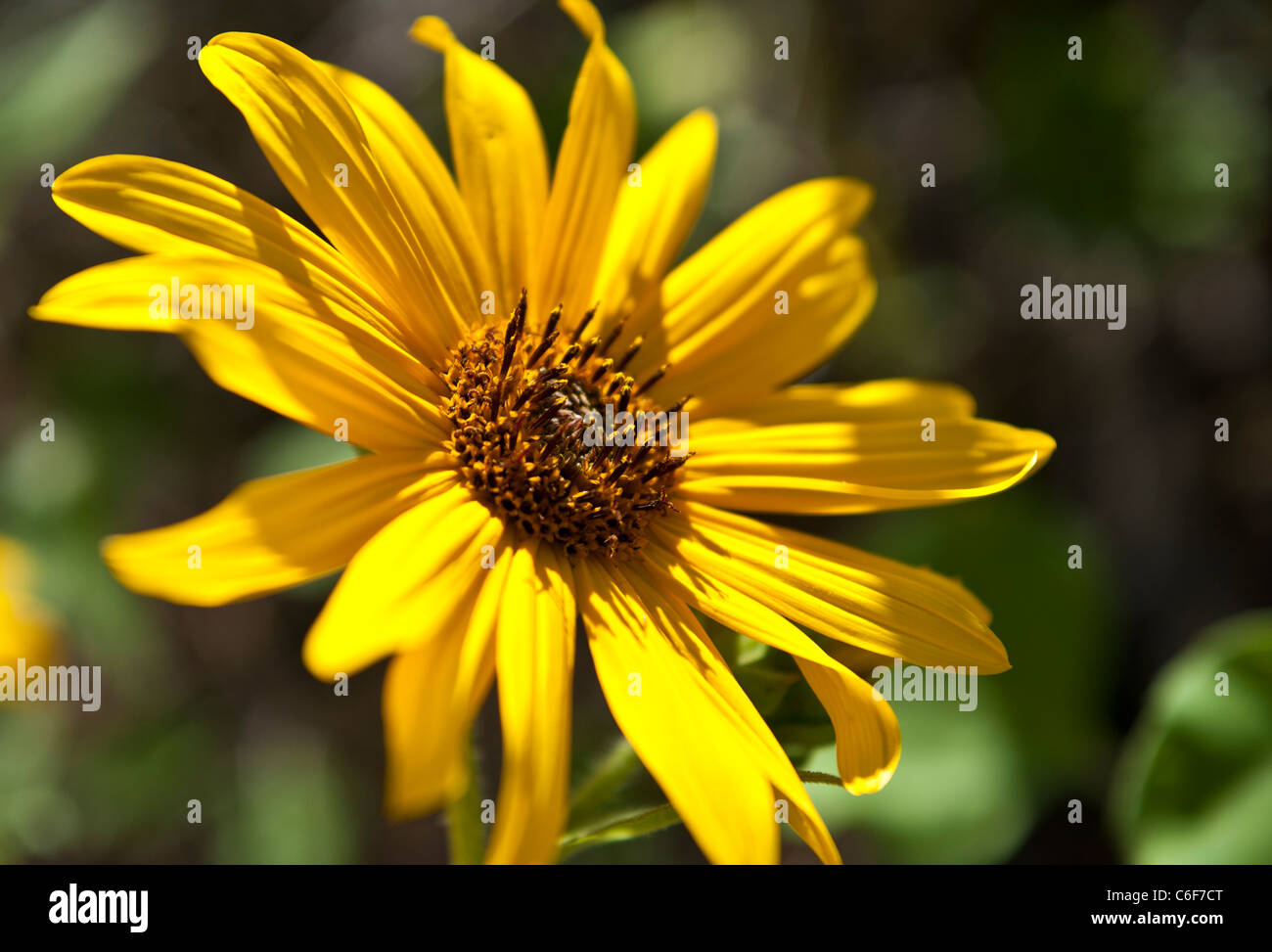 Gewöhnliche Sonnenblume ist eine weitverzweigte, stout, 1 1/2-8 Fuß hoch, mit grob behaarte Blätter und Stängel. Stockfoto