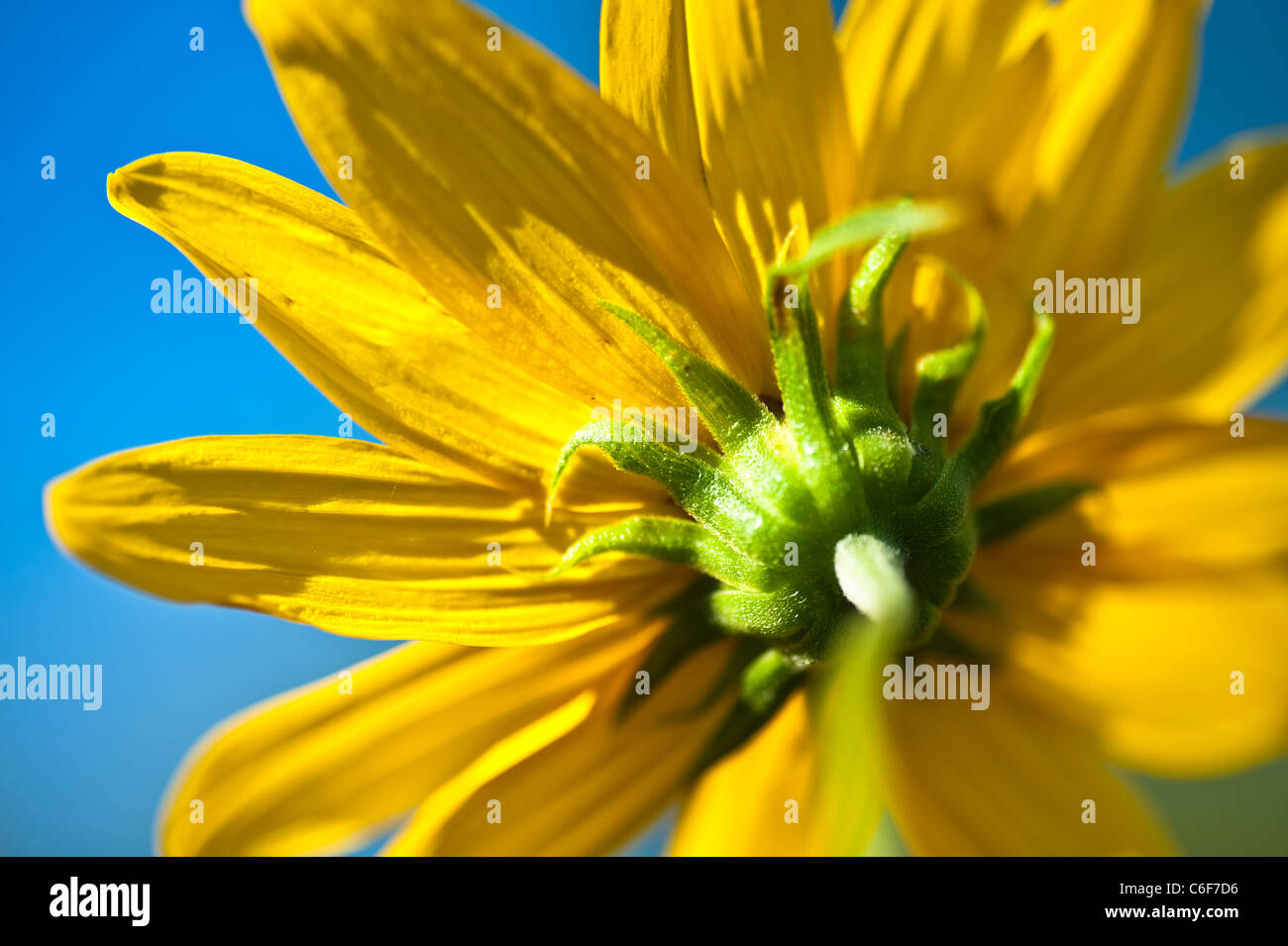 Gewöhnliche Sonnenblume ist eine weitverzweigte, stout, 1 1/2-8 Fuß hoch, mit grob behaarte Blätter und Stängel. Stockfoto