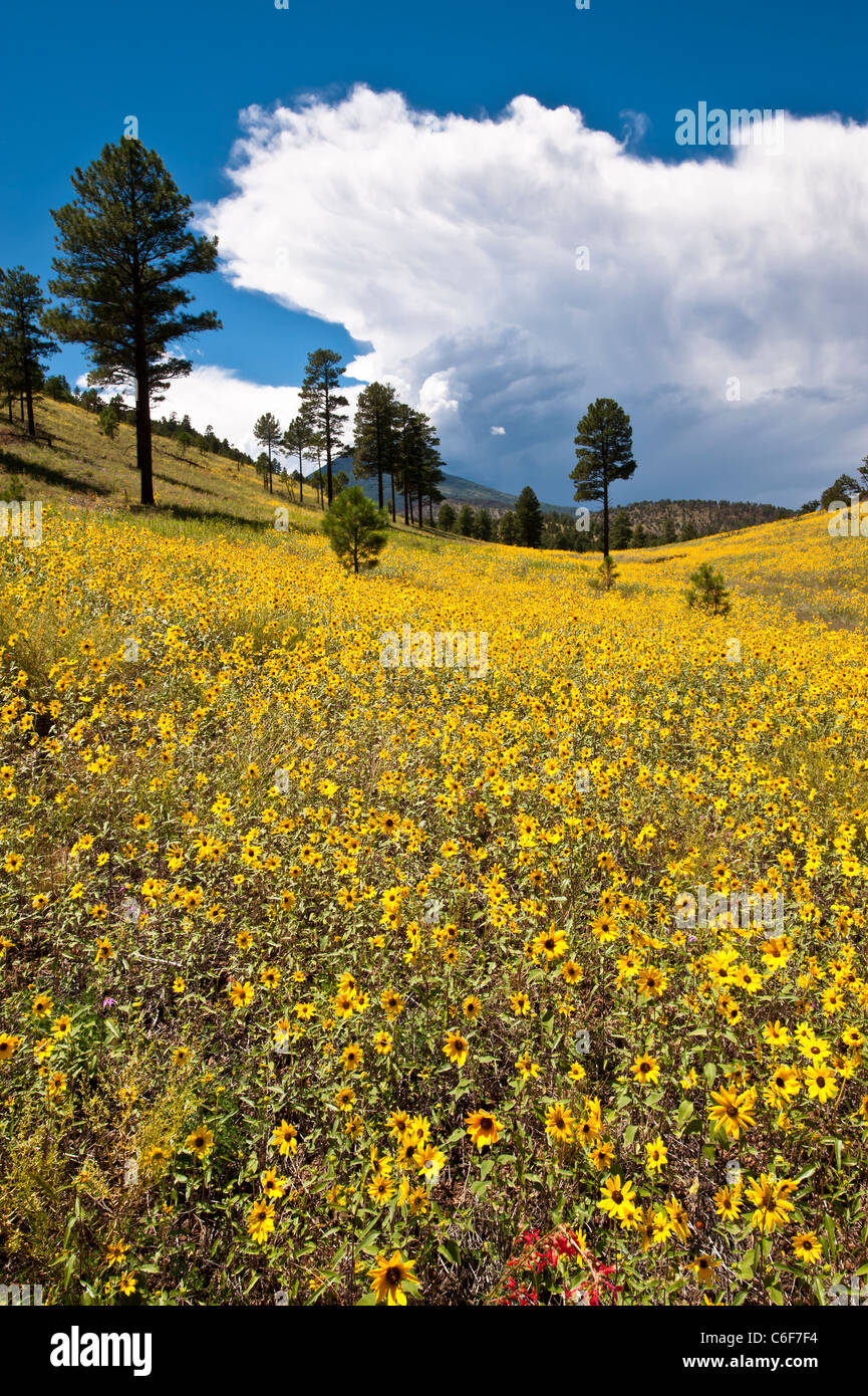 Gewöhnliche Sonnenblume ist eine weitverzweigte, stout, 1 1/2-8 Fuß hoch, mit grob behaarte Blätter und Stängel. Terminal Blume. Stockfoto