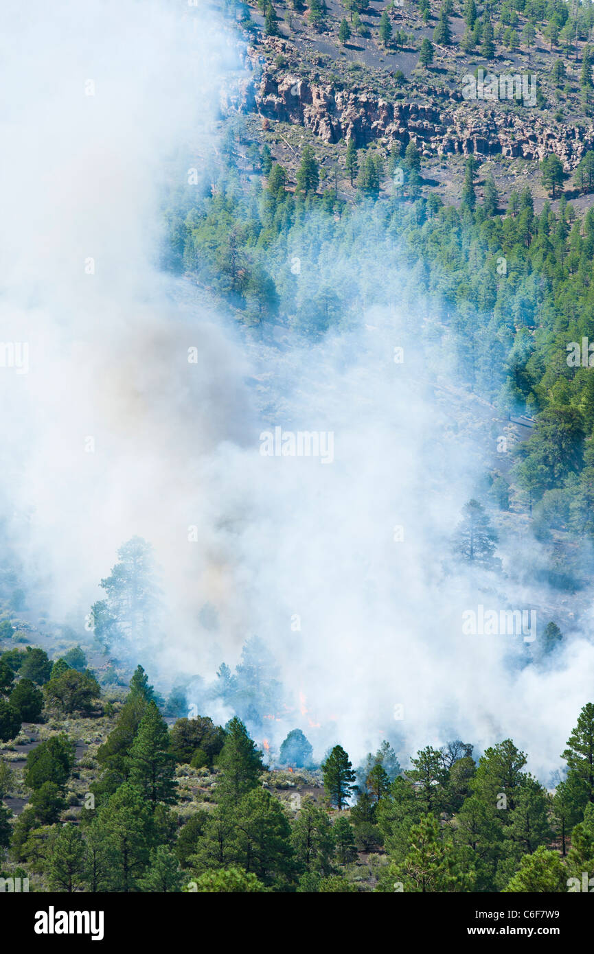 Ein Lauffeuer begann durch Blitzschlag ist bald außer Kontrolle. Arizona-Hochland. Stockfoto