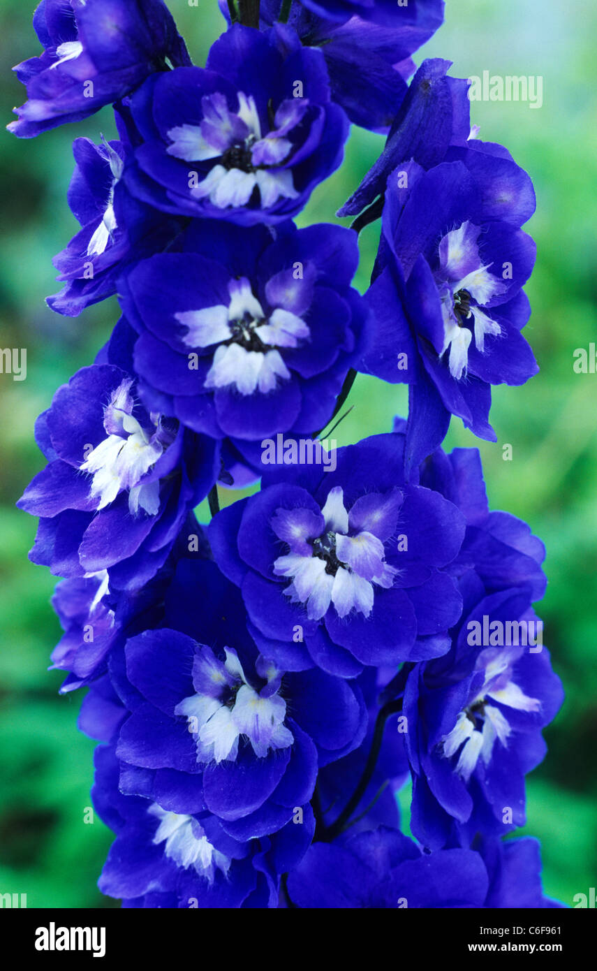 Delphinium 'Blue Bird' Blauer Rittersporn Gartenpflanze Pflanzen Blume Blumen Stockfoto