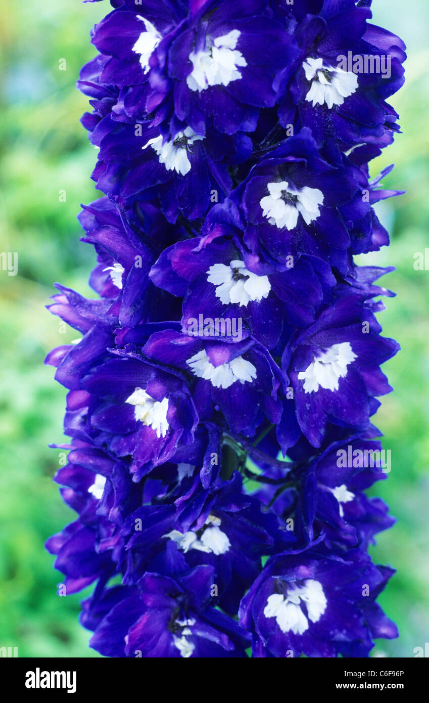 Blaue delphinien gartenpflanze pflanzt blumenblumen Fotos und