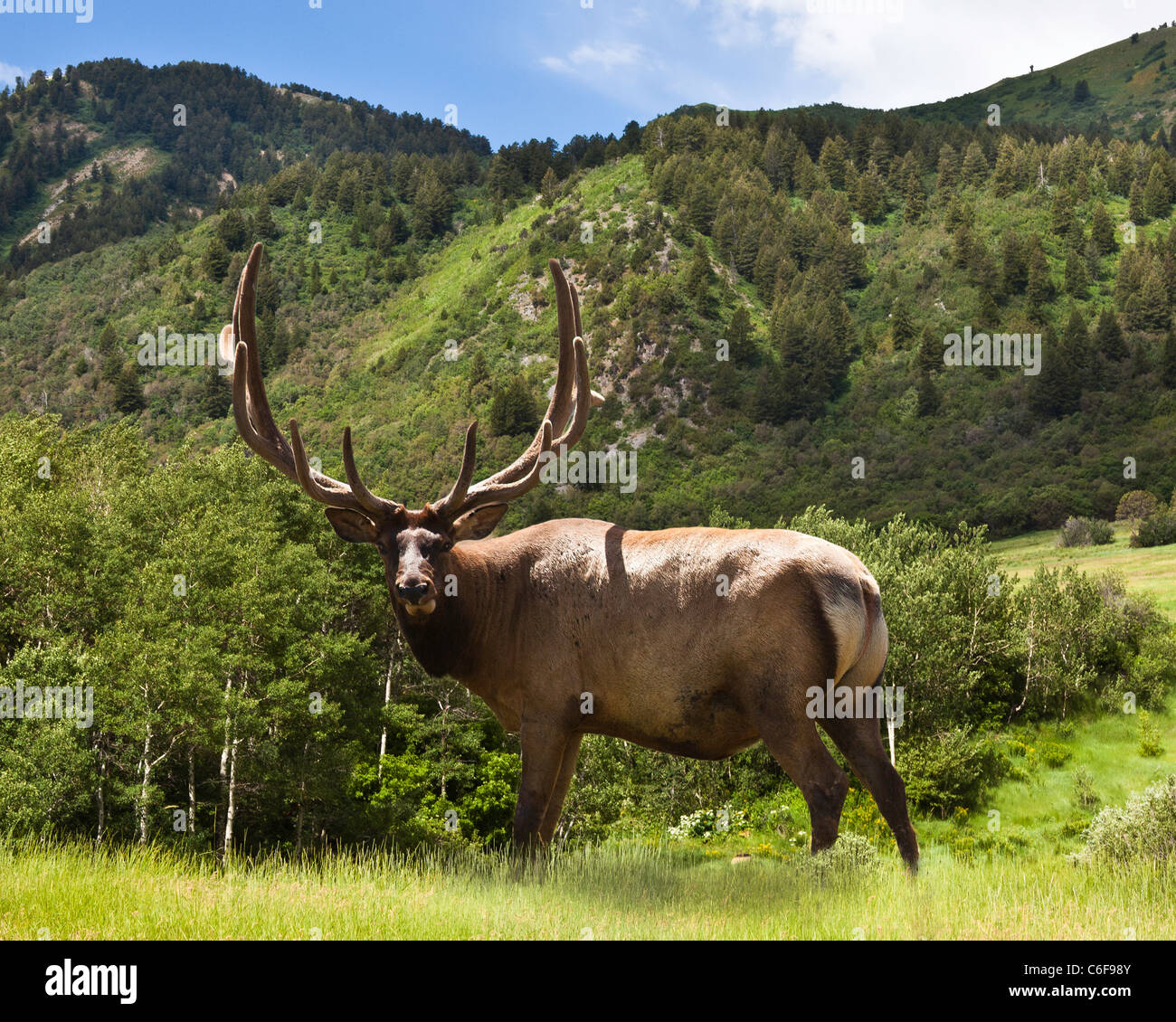 Vor einer Bergkette in Utah, riesige Trophy Royal Bull Elk stehen im Sommer noch in der velvet Stockfoto
