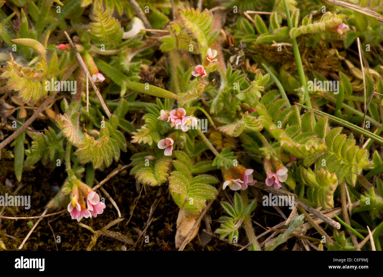 Vogels Fuß Ornithopus Perpusillus in Blüte auf sandige Heide, Breckland Bereich. Stockfoto