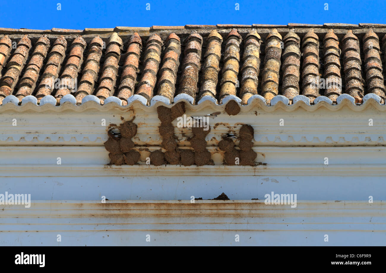 Gemeinsamen Mehlschwalben, Delichon Urbica, nisten in der Traufe eines Gebäudes in Tavira, Portugal Stockfoto