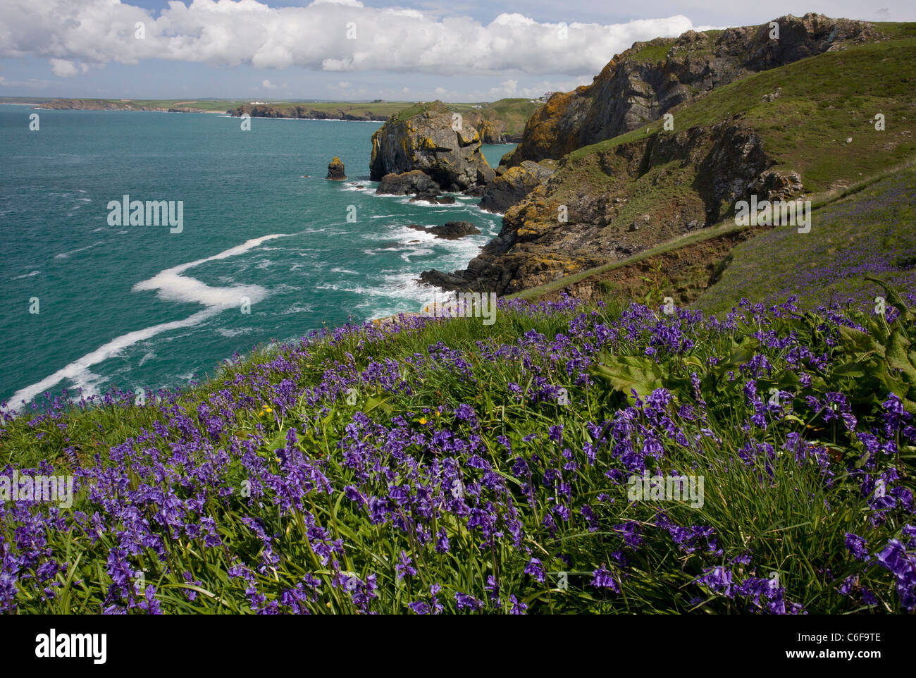 Glockenblumen auf West Küste von The Lizard im Frühjahr, in der Nähe von Mullion Cove, Cornwall. Stockfoto