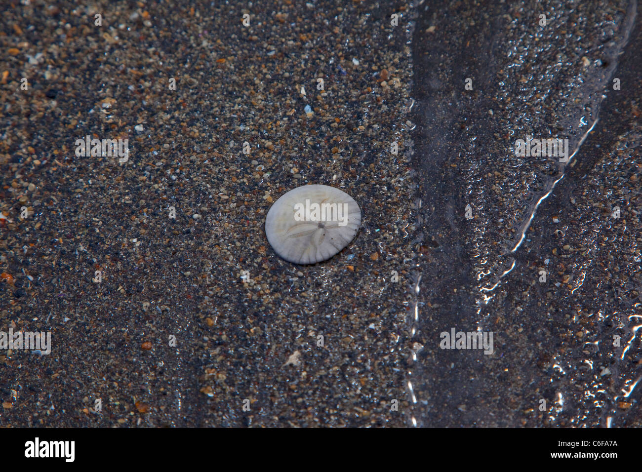 Sanddollar, Ocean Floß und 4 x 4 Adventure Tour, North Beach, Kruzof Insel, Sitka, Alaska Stockfoto